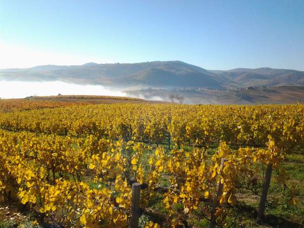 vignes